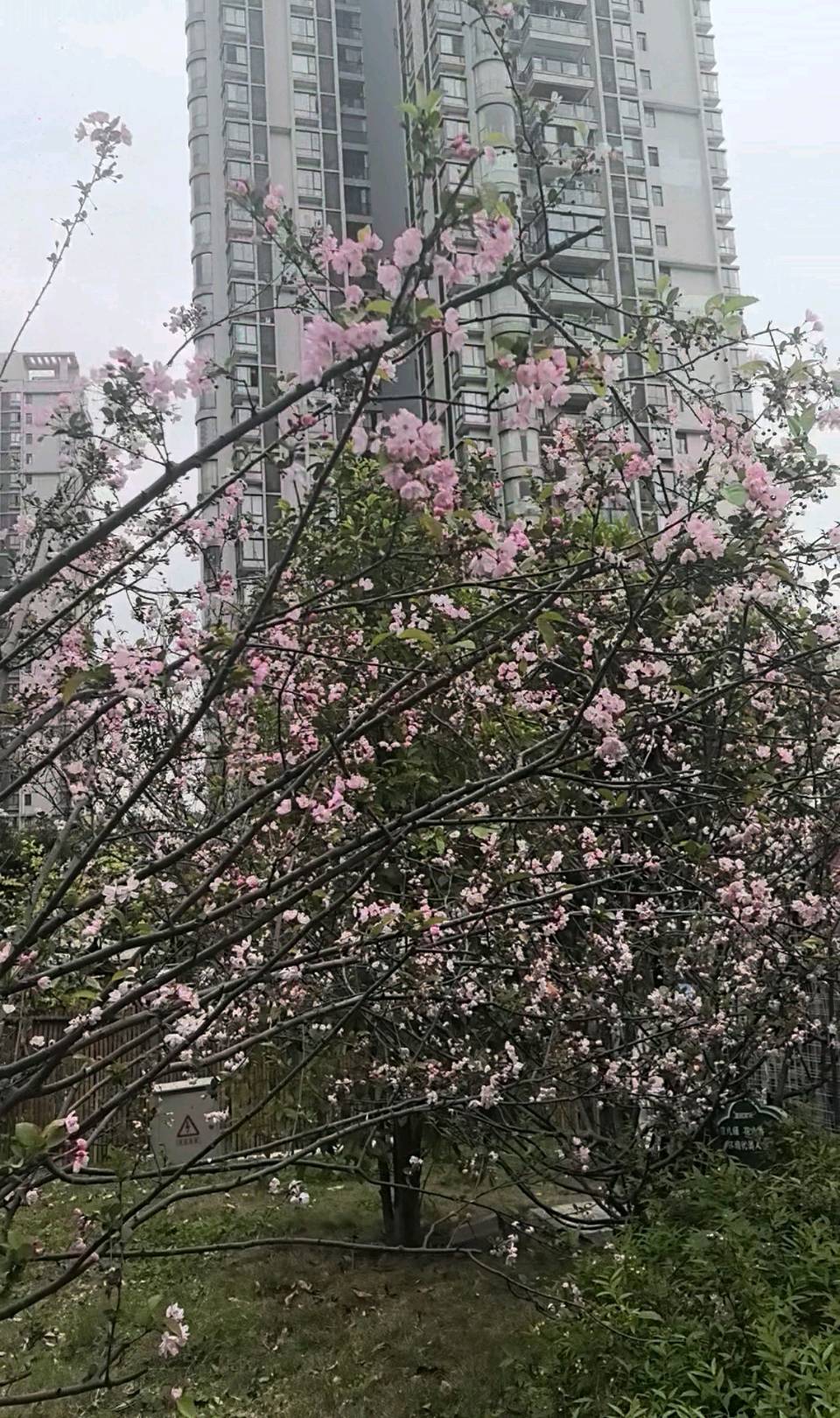 「散文」铜元之光：春日暖阳下的渝州风情（图4）