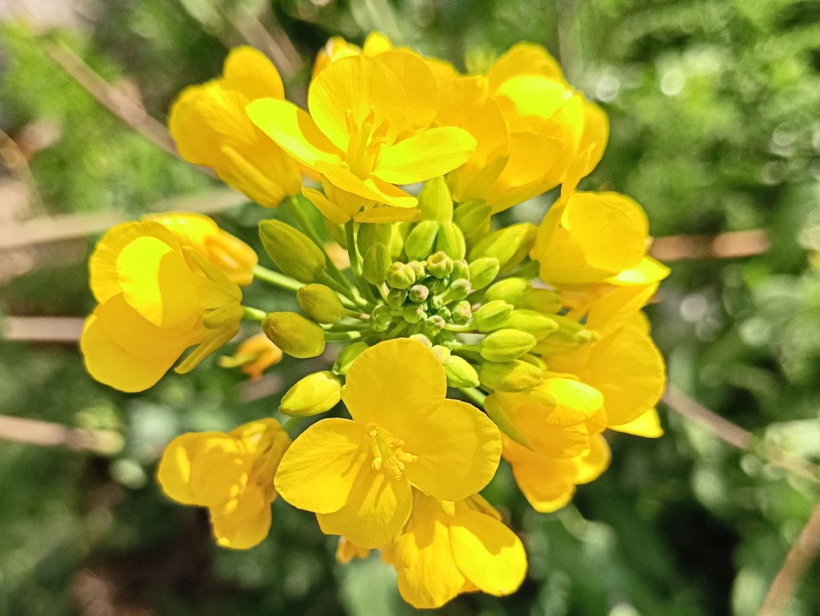【新诗大观】又是一季春暖花开时||文/最美的时光/笔架山人（图2）