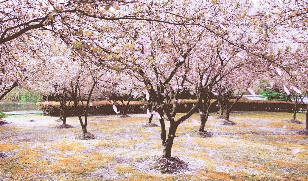 【新诗大观】花瓣雨||文/花惜柔（图3）