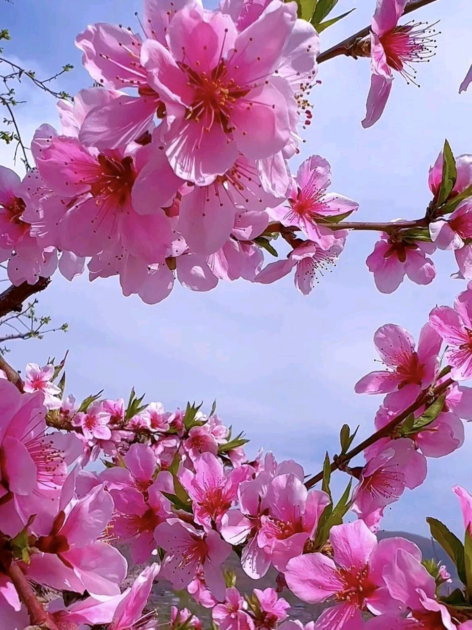 藏头诗:春风十里桃花开/作者：王俊杰（图4）