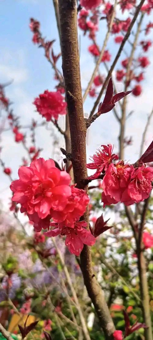 刘凤亭：咏花诗词精选||巴彦诗协【1219】（图5）