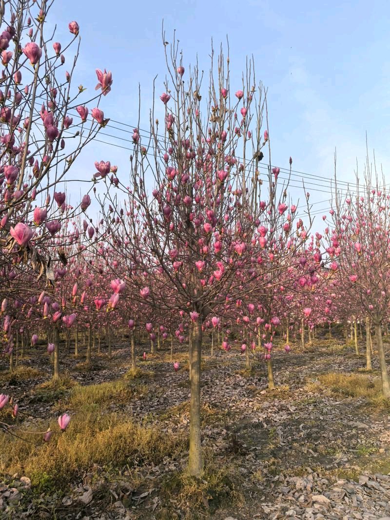 刘凤亭：咏花诗词精选||巴彦诗协【1219】（图7）