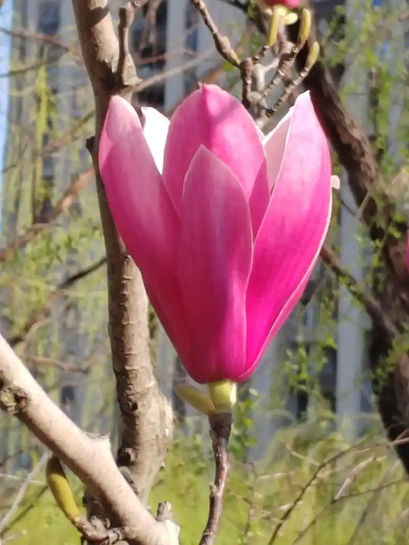 刘凤亭：咏花诗词精选||巴彦诗协【1219】（图6）