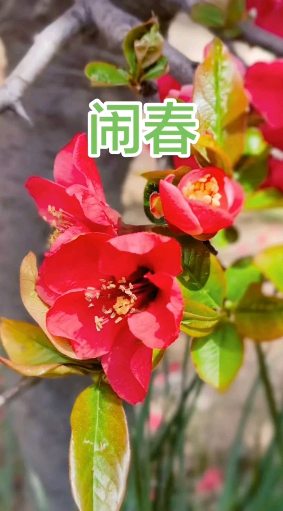 闹春～郑邦敬（湖北）（图14）