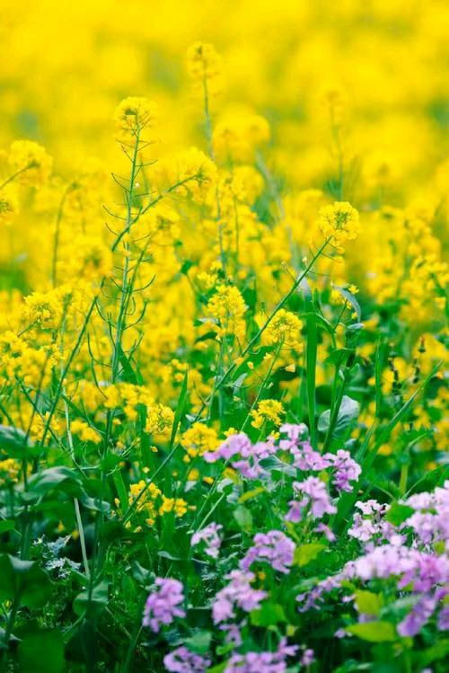 【长命女】油菜花 作者:冯斌一鄂（图2）