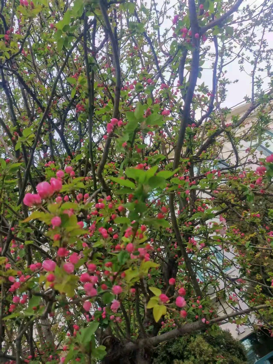 【茌山诗苑】山东林伯虎‖踏青赏花三月天