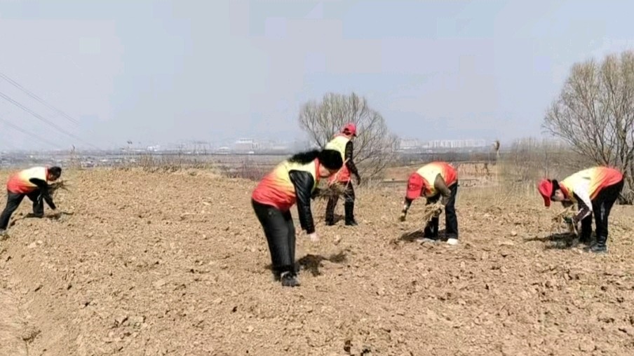 春耕时节志愿行 田间清芽助振兴（图2）