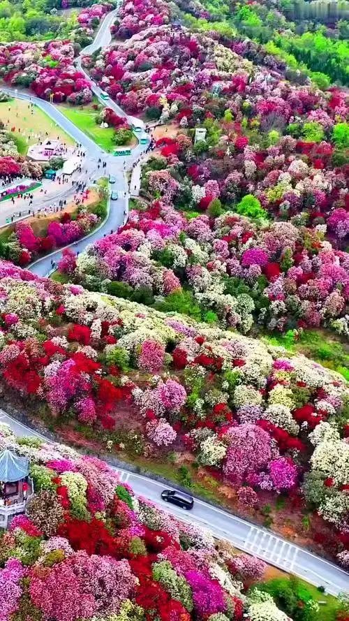 鹧鸪天.贵州毕节百里杜鹃/作者：戴建中（图5）