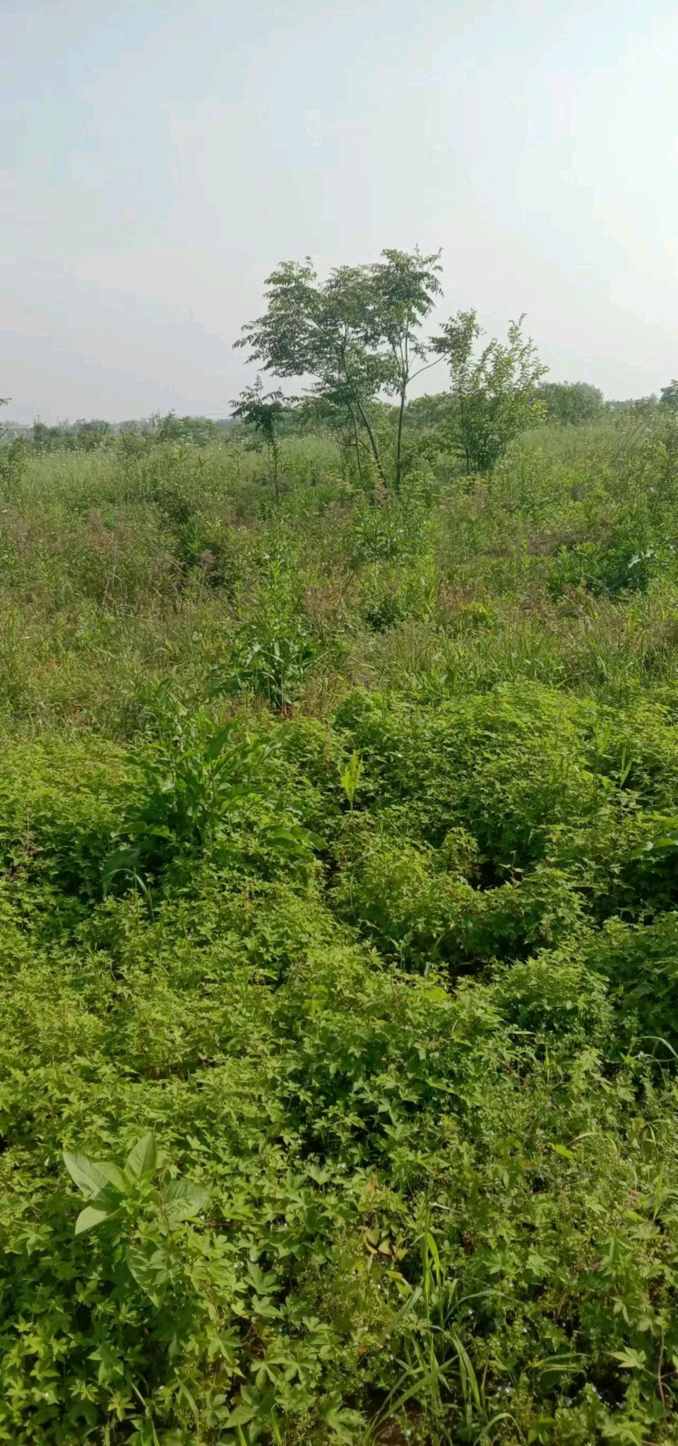 荒原岗上桃花红 (诗歌) 草根（图3）