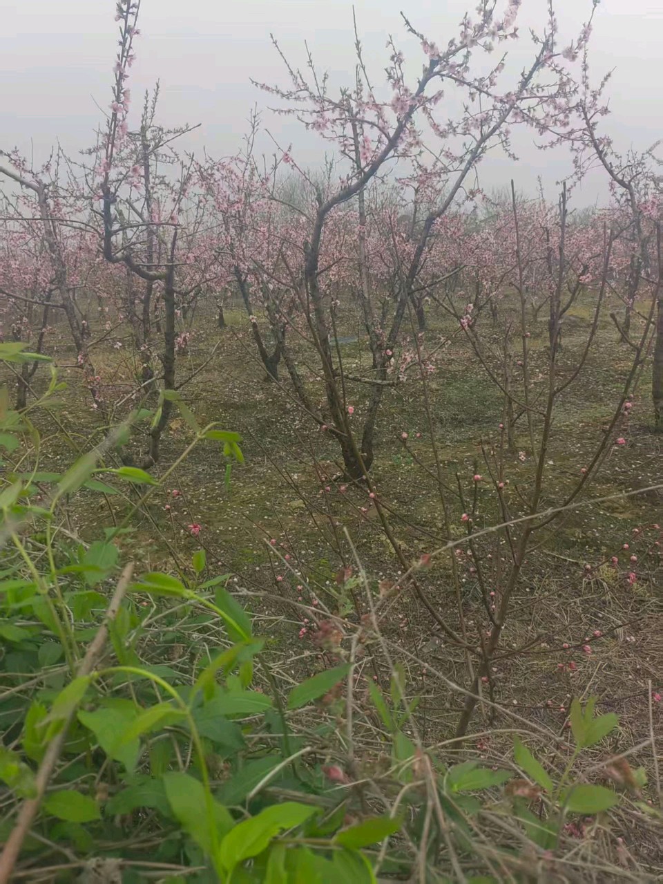 荒原岗上桃花红 (诗歌) 草根（图4）
