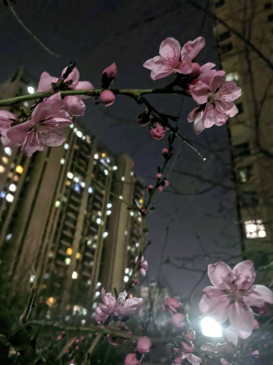 春宵桃花美🌸（图4）