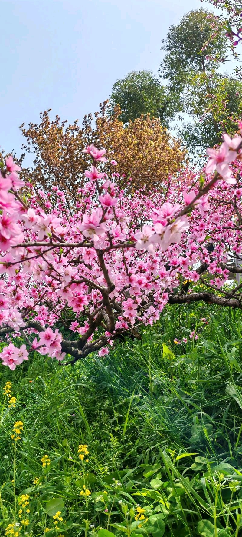 【都市头条向幸福出发编辑部】第2446期《七绝•咏春》作者 李长锁（图2）