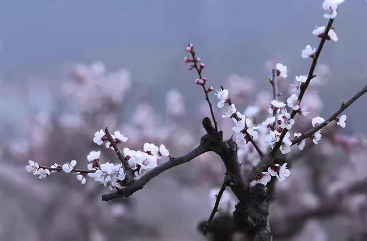 联机全球发布崔秉哲作品欣赏(图5)