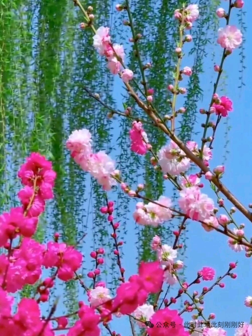 推荐丨张希明先生诗词专辑(图11)