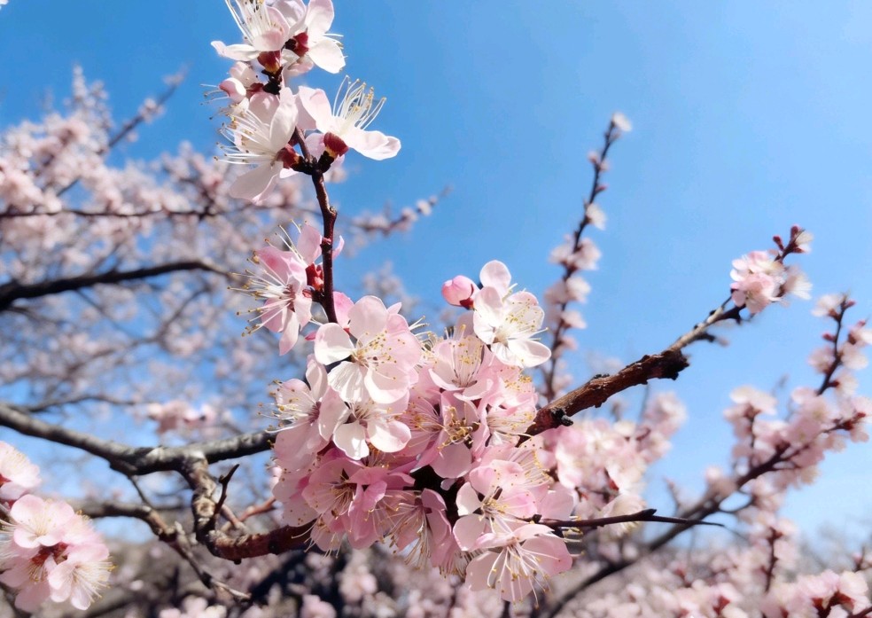 七绝《丙午仲春时节咏杏花偶得》十二首文/辉叔(广东_许日辉)（图3）