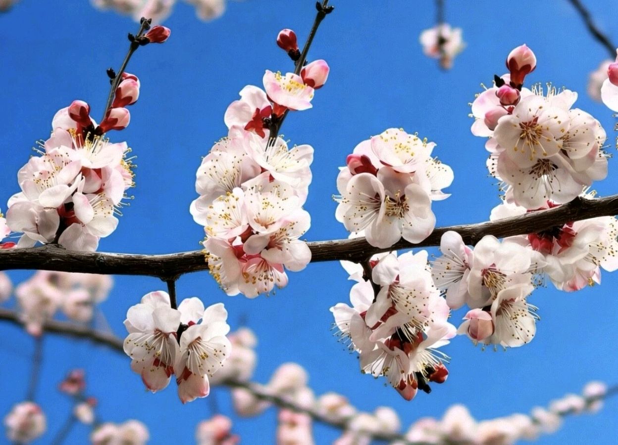 七绝《丙午仲春时节咏杏花偶得》十二首文/辉叔(广东_许日辉)（图5）
