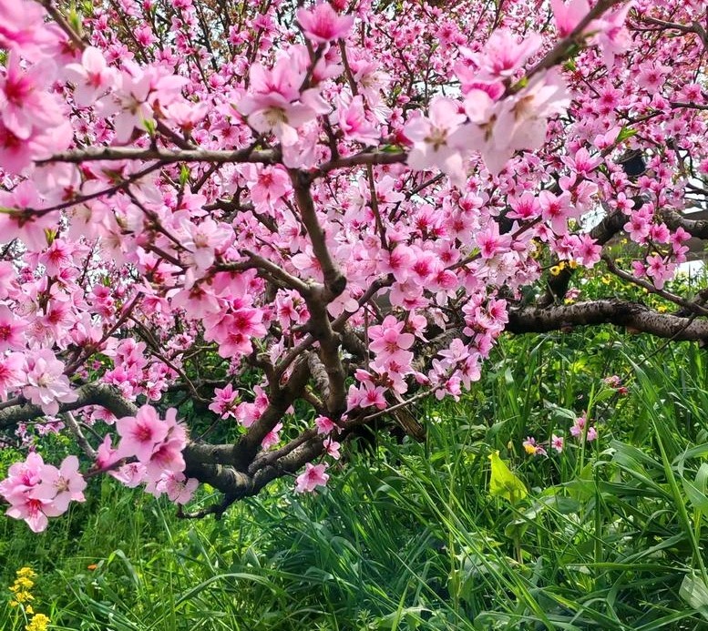 桃花引（作者:高军）（图3）