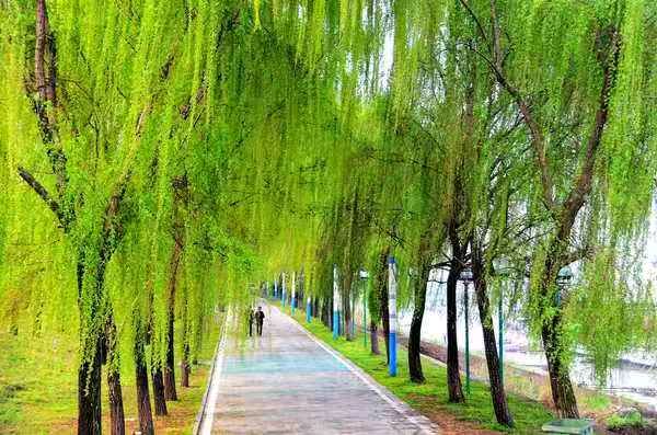 【荣耀中国】文学社*如梦令·雨爱云欢游步（后唐庄宗体）词林正韵文／南山翁（图2）