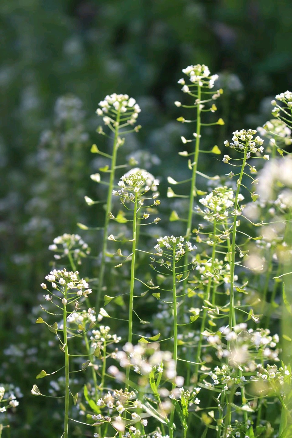 【都市头条向幸福出发编辑部】第15360期 行香子·荠菜花 华侬农（图2）