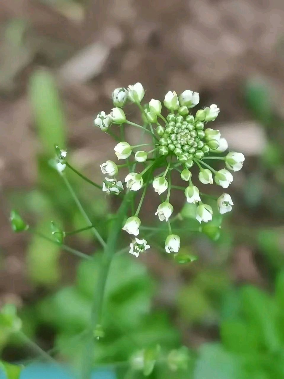【都市头条向幸福出发编辑部】第15360期 行香子·荠菜花 华侬农（图4）