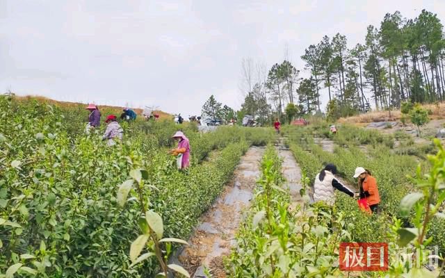 知名诗人周金山老师绝句与君共赏（图3）