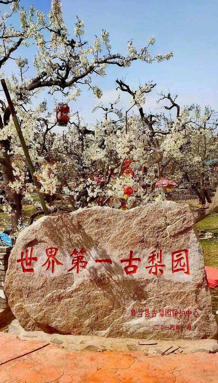 七律.游昌邑梨花小镇 作者:王双武（北京）（图2）