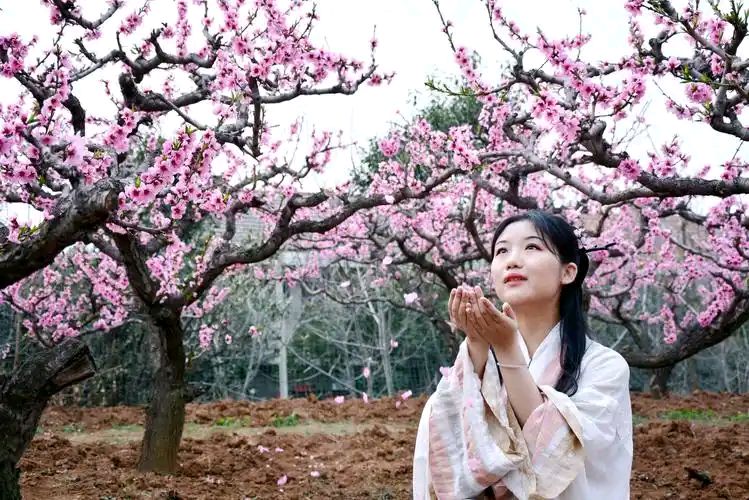 【新山东文学社】《桃花开了》作者/大浪淘沙 主播/鲁怡秀凤（图3）