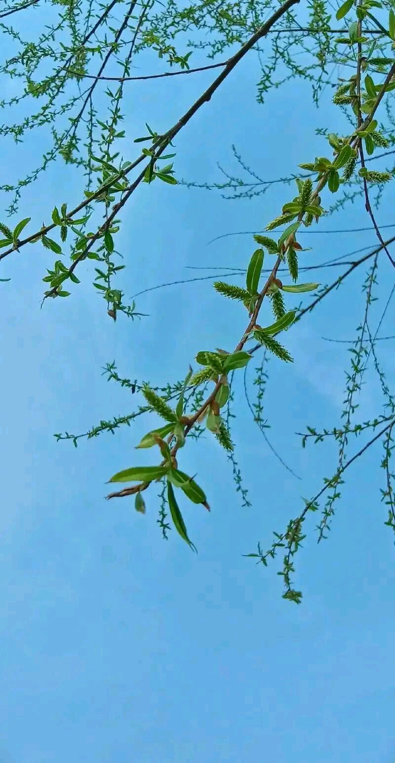 【都市头条向幸福出发编辑部】第15363期 有故事的人 文 如月 主播 秋歌