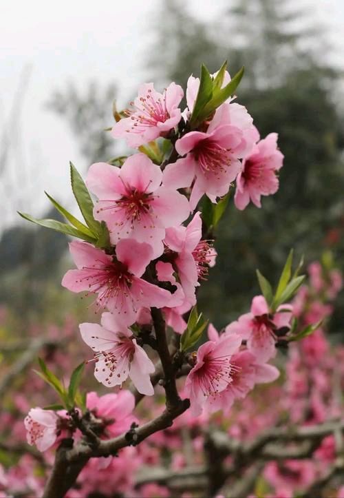 聆听 ‖ 晓红朗诵《莫笑梅花恋残垣》作者/刘伙力（图5）