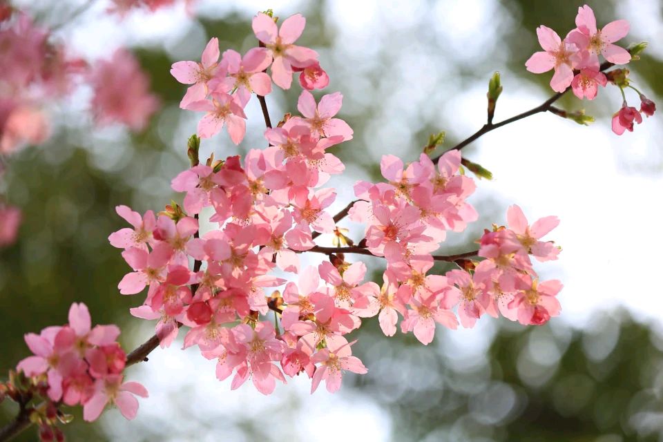 春花（外一首） 作者:田兴才（图2）