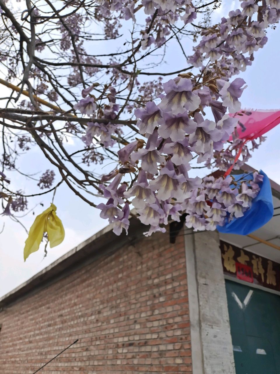 郑书元《梧桐花开四月天》
