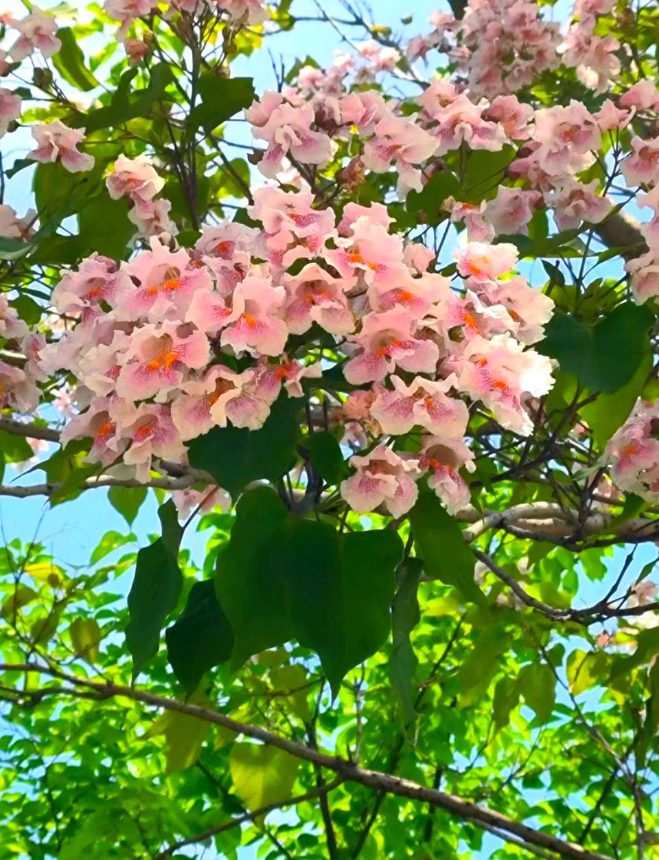 郑书元《梧桐花开四月天》(图3)