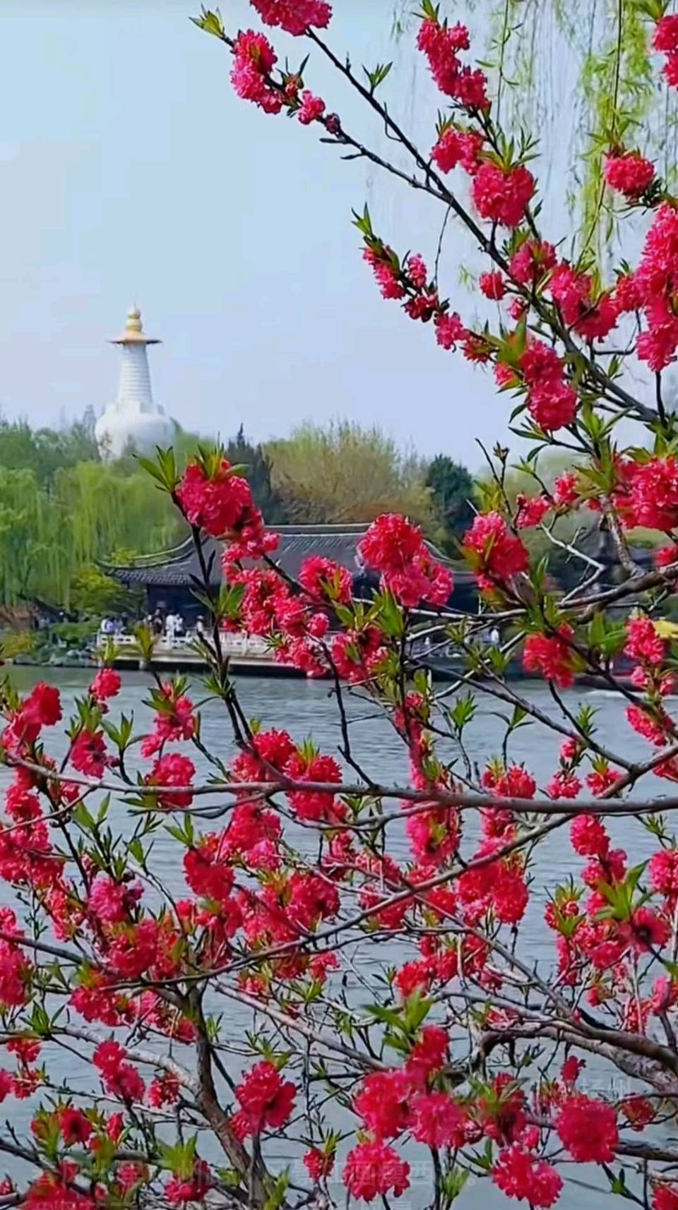 王昌伟:《清平乐•北京春色》/中华诗艺社黑龙江分社推荐【2026第179期】（图10）