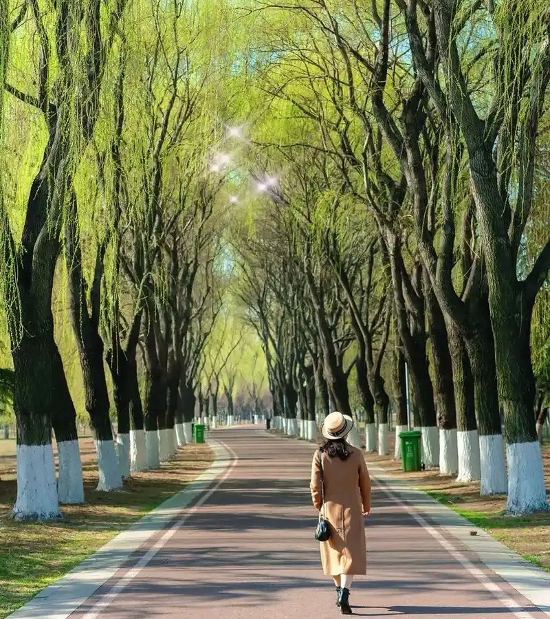 ［原创歌曲］走在春光里//作词 蔡成立/作曲 苏诺//演唱 阿诺/MV 王锡镇（图2）