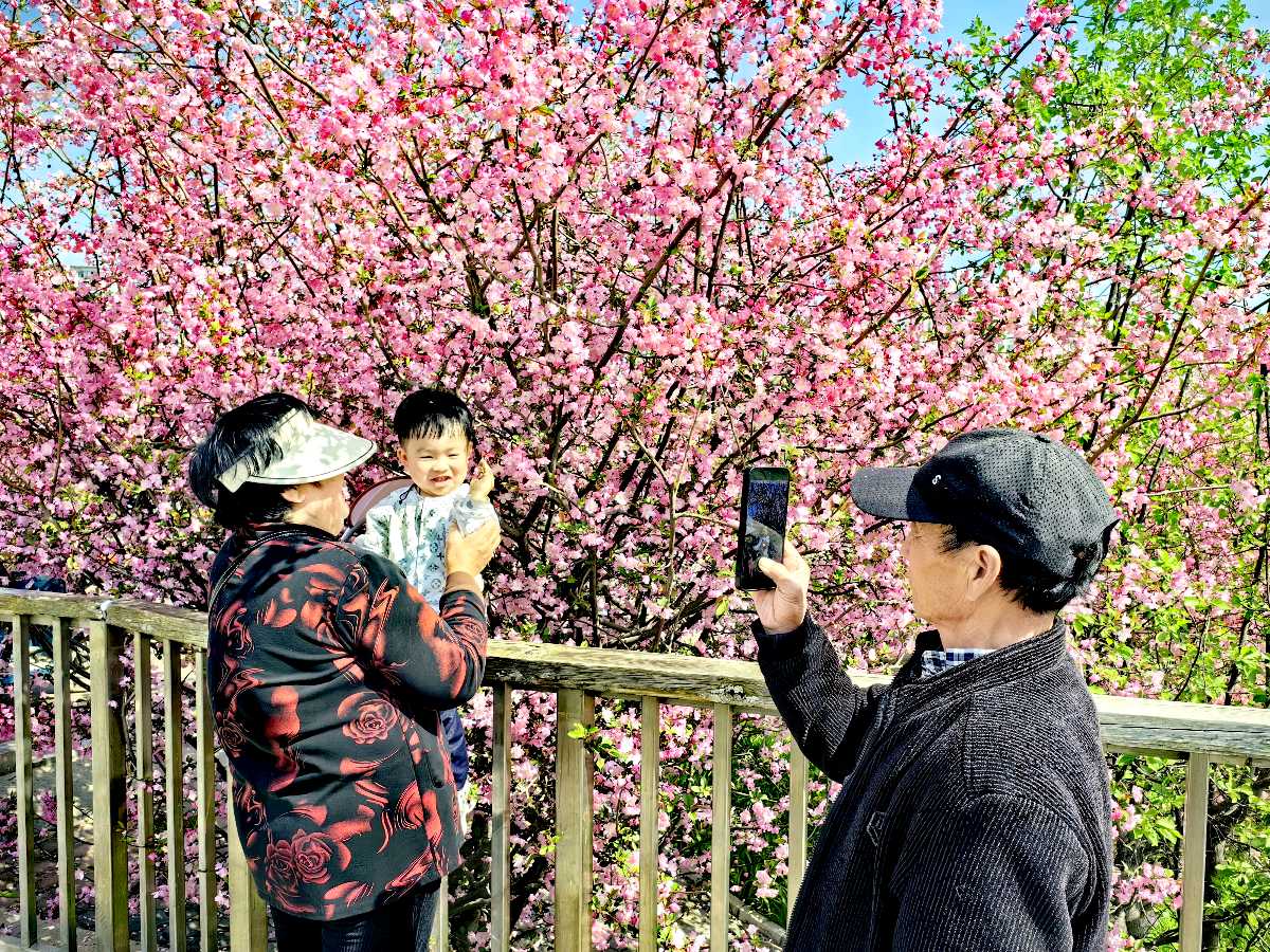 风拂海棠开 十里红妆入镜来（图6）