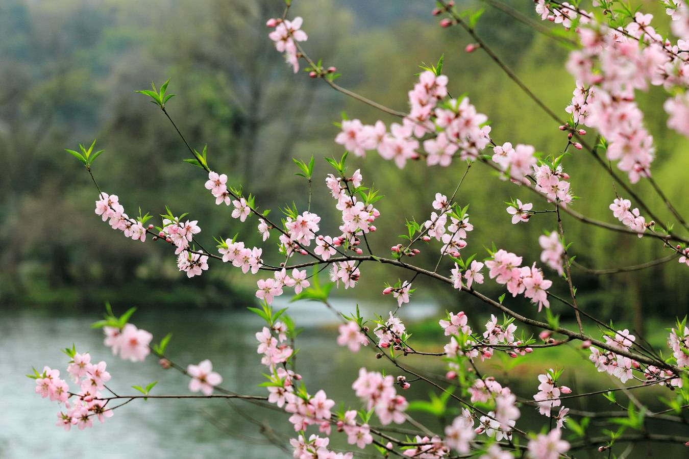 诗心三咏次章～李宣财（福建）（图17）