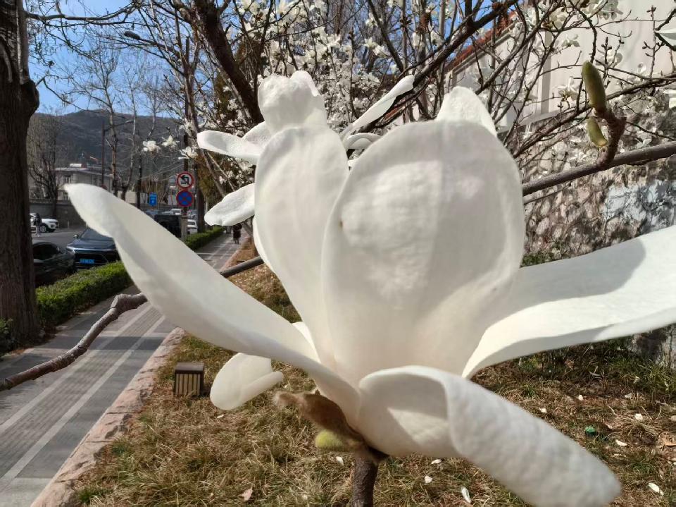 【荣耀中国】北京分社《牧风者》//【越调·寨儿令】·清明泪/作者: 张秀兰（编委）（图3）