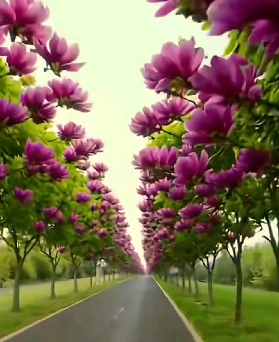 七绝-群芳斗艳（两章）应子根（图3）