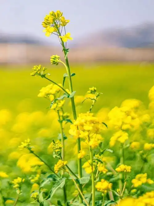 【新山东文学社】《思佳客.菜花黄(四首)》作者/风鸽 主播/笑笑(图3)