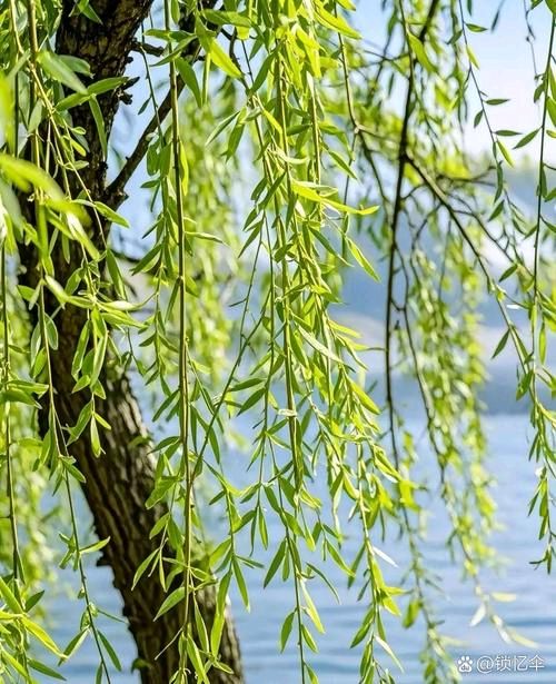 《扬州慢 金东台》文/王香谷（悉尼）（图2）