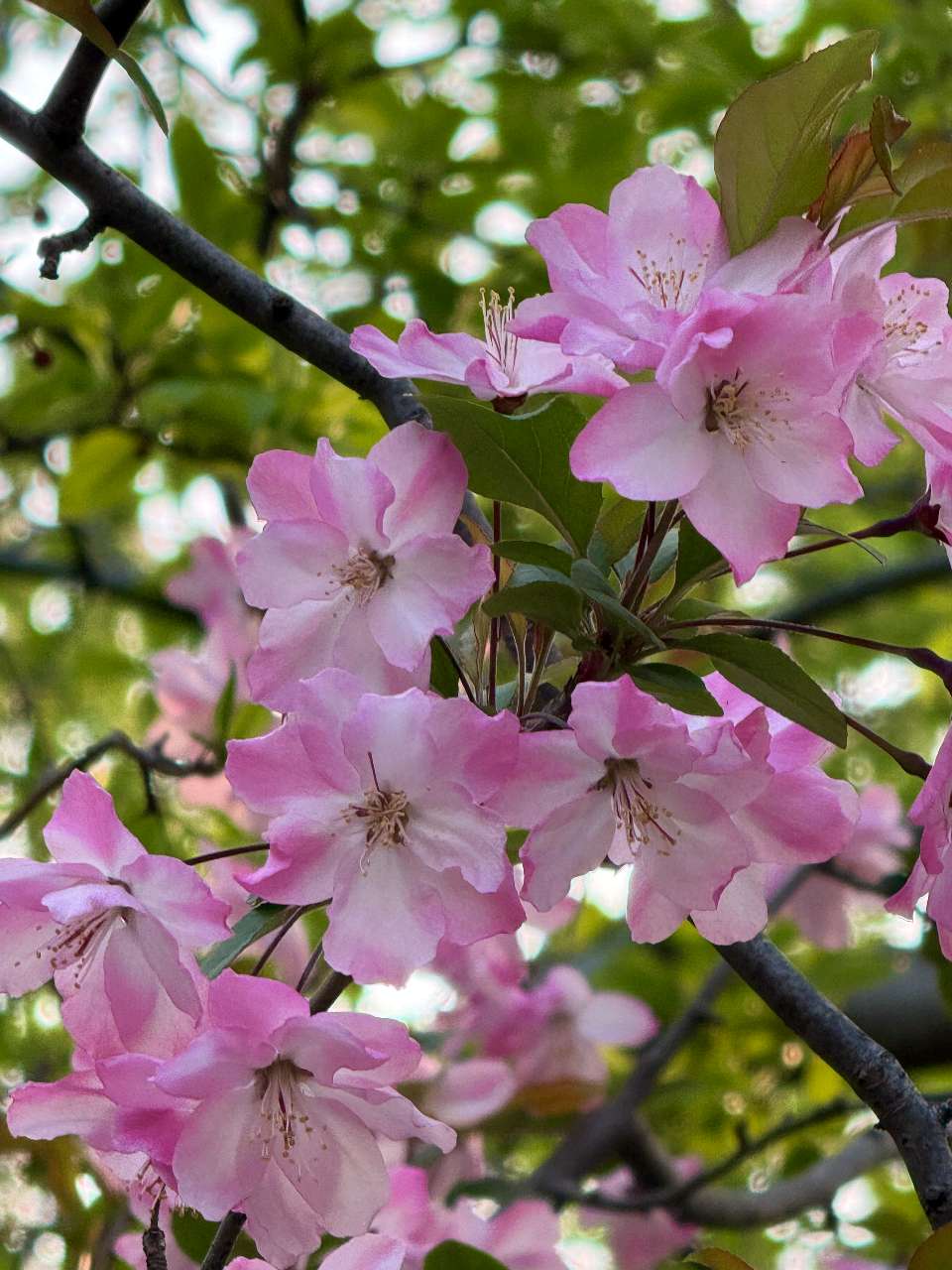 樱韵满园. 花醒龙潭（图10）