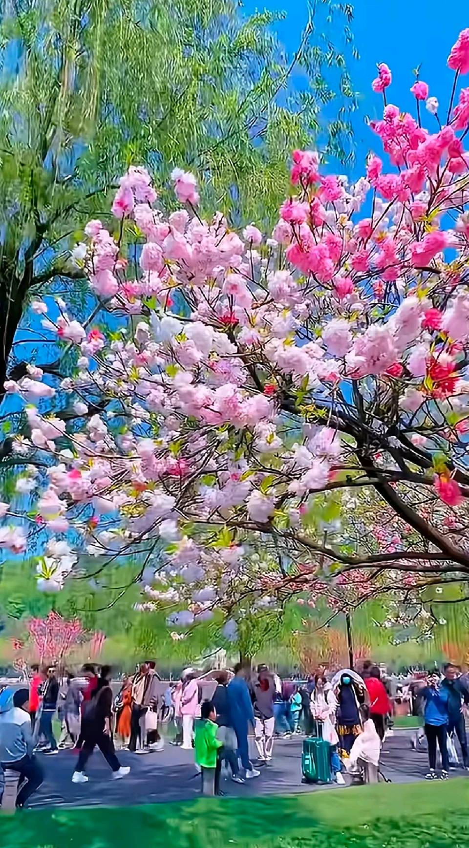 樱韵满园. 花醒龙潭（图2）