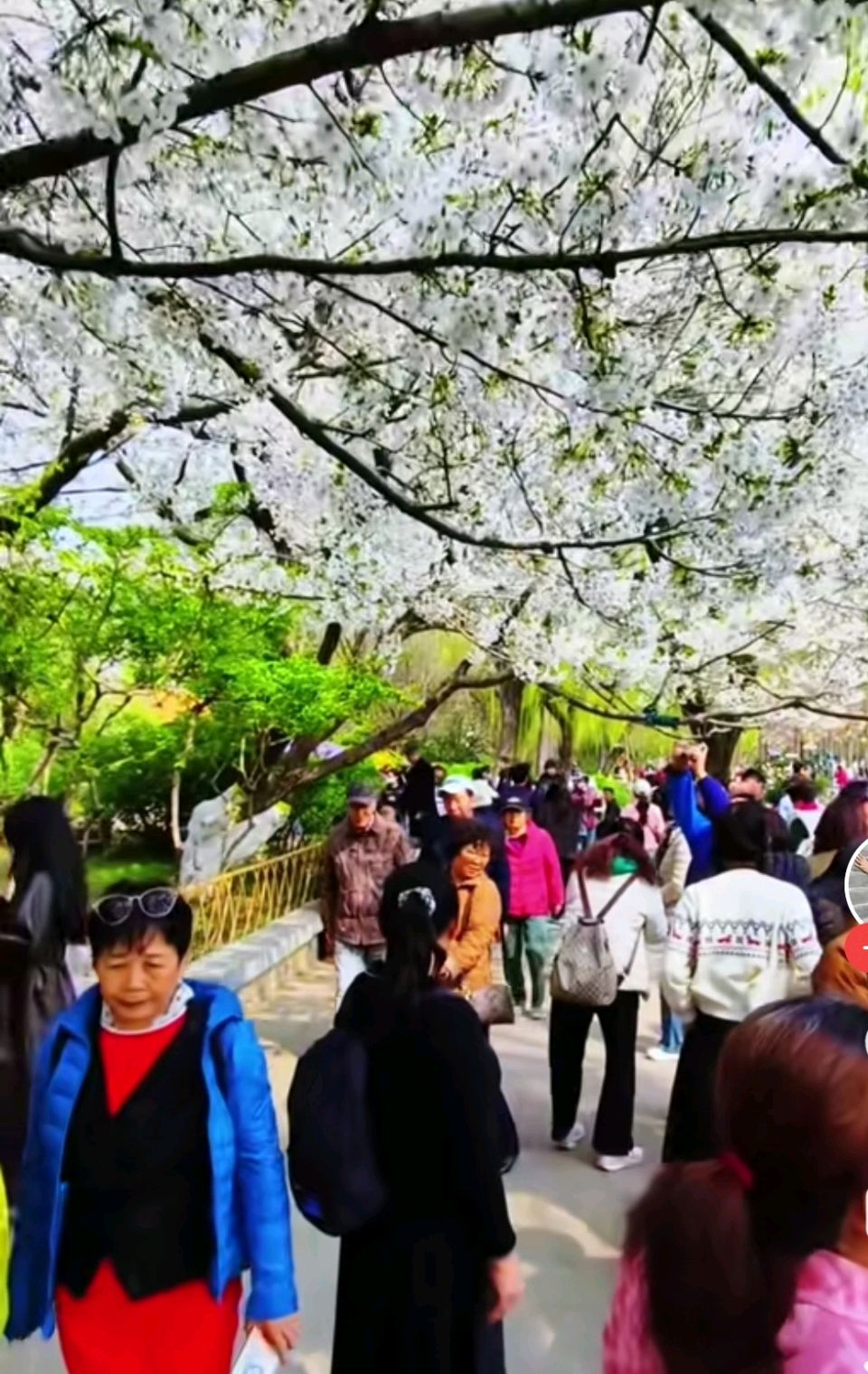 樱韵满园. 花醒龙潭（图5）