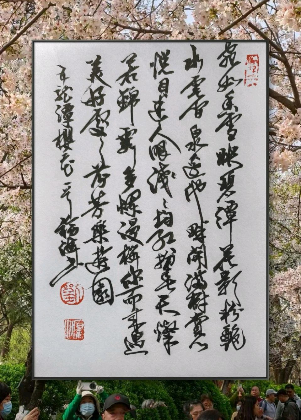 樱韵满园. 花醒龙潭