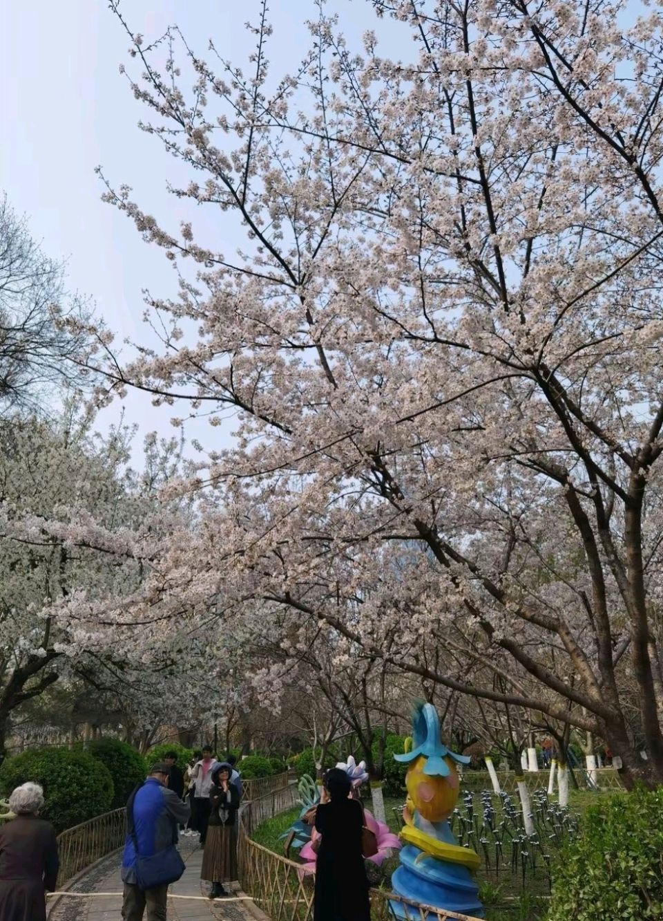 樱韵满园. 花醒龙潭（图6）