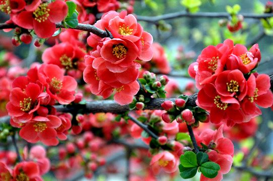 【荣耀中国】文学社*七律·海棠花（一）薛有毅（山西榆次）（图3）