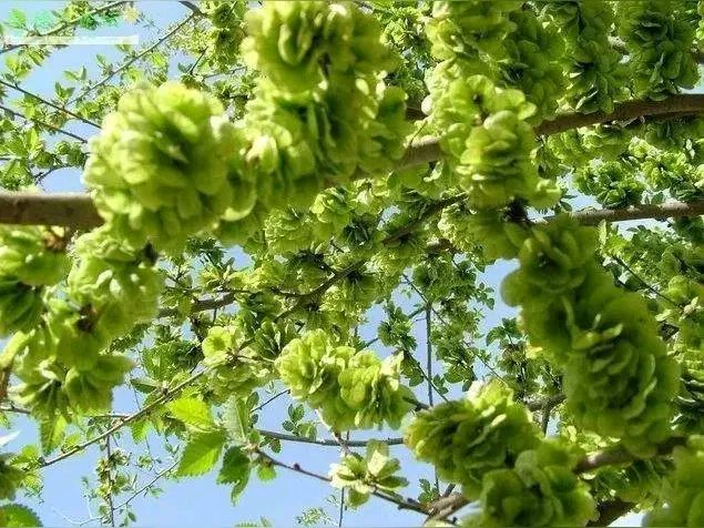 佳作欣赏｜榆钱赋（图2）