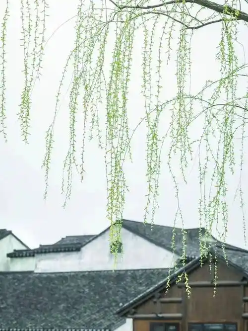 春归故里 作者:金国旗（图2）