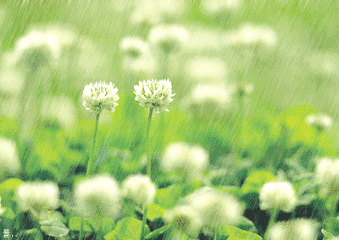 春雨 作者:吴印顺（江西（图5）