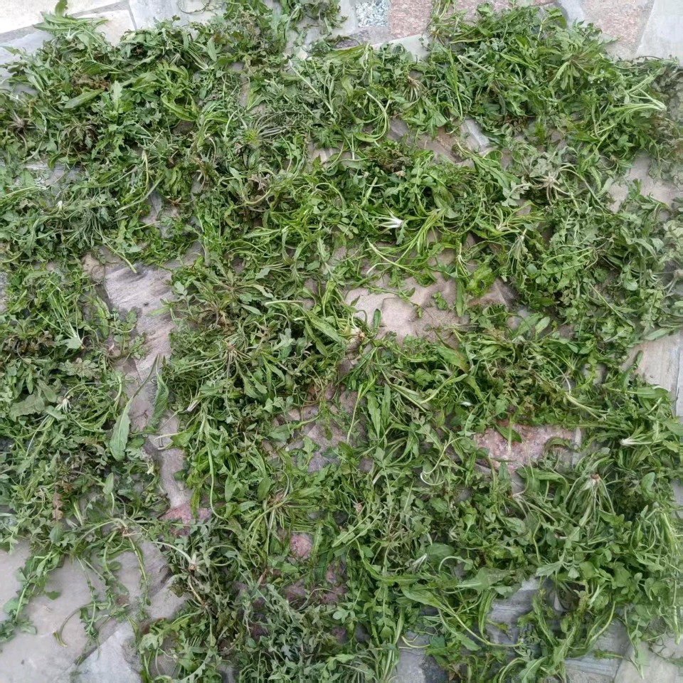 【都市头条向幸福出发编辑部】第15372期 野菜香里寄春风 文 如月